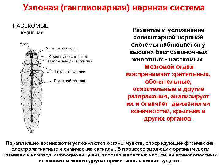 Узловая (ганглионарная) нервная система Развитие и усложнение сегментарной нервной системы наблюдается у высших беспозвоночных