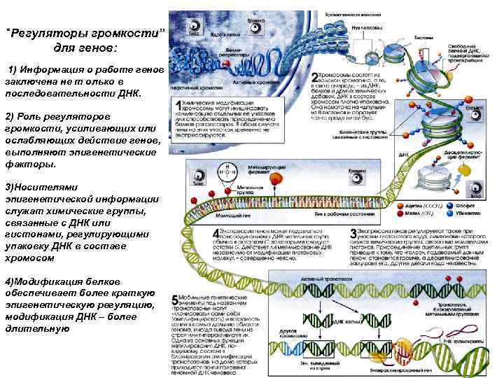 Эпигенетическая модификация днк