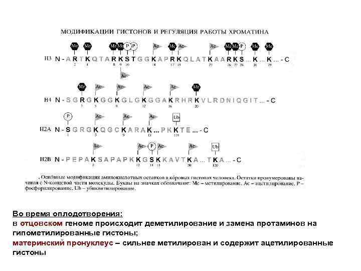 Во время оплодотворения: в отцовском геноме происходит деметилирование и замена протаминов на гипометилированные гистоны;