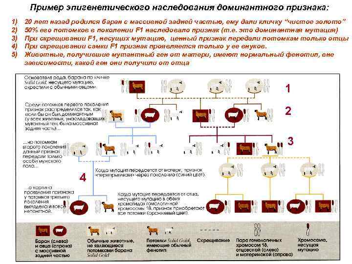 Пример эпигенетического наследования доминантного признака: 1) 2) 3) 4) 5) 20 лет назад родился