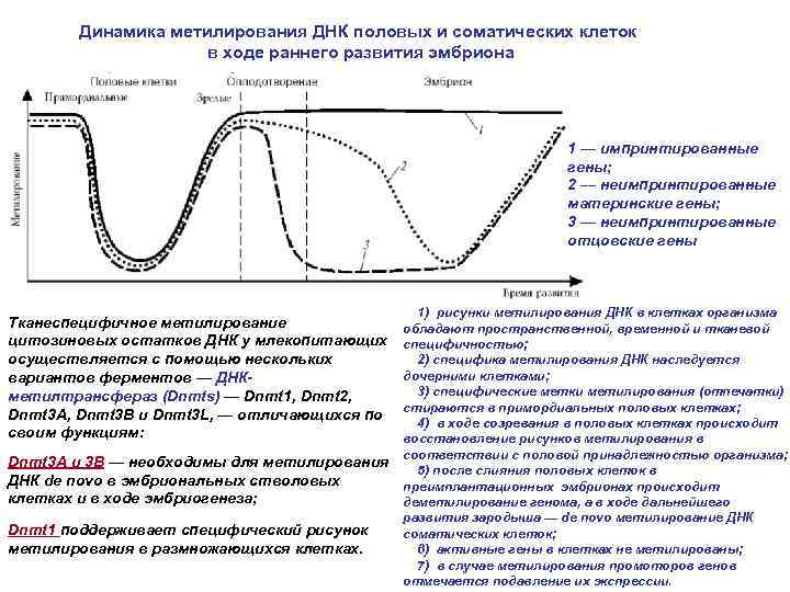 Динамика метилирования ДНК половых и соматических клеток в ходе раннего развития эмбриона 1 —