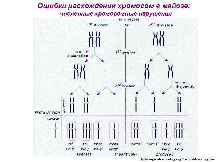 Ошибки расхождения хромосом в мейозе: численные хромосомные нарушения http: //atlasgeneticsoncology. org/Educ/Poly. Meca. Eng. html