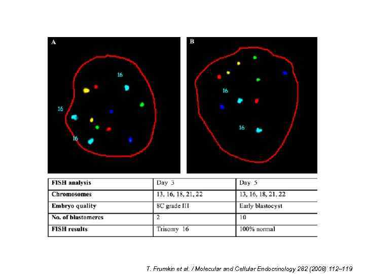 T. Frumkin et al. / Molecular and Cellular Endocrinology 282 (2008) 112– 119 