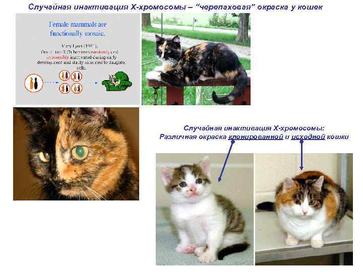 Случайная инактивация Х-хромосомы – “черепаховая” окраска у кошек Случайная инактивация Х-хромосомы: Различная окраска клонированной