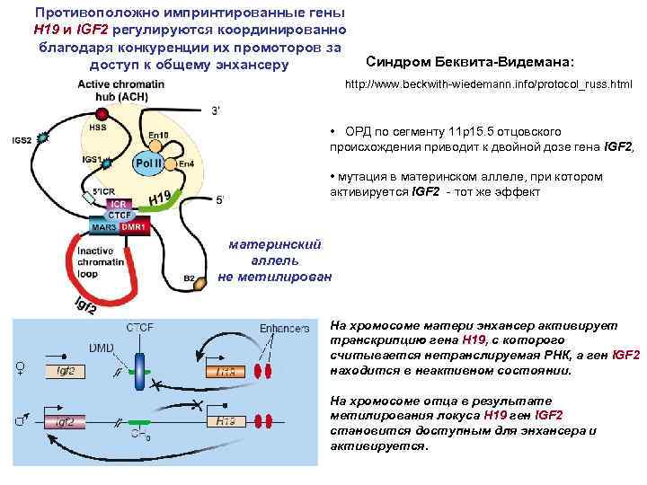 Противоположно импринтированные гены H 19 и IGF 2 регулируются координированно благодаря конкуренции их промоторов