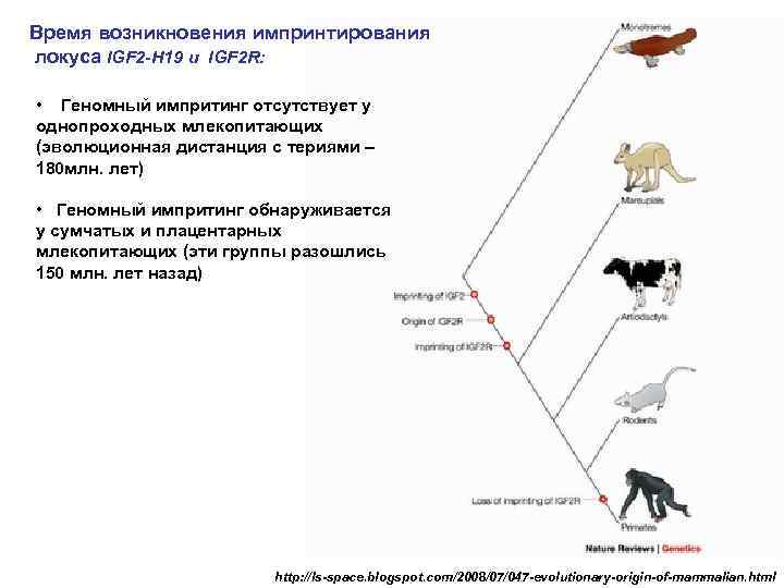 Время возникновения импринтирования локуса IGF 2 -H 19 и IGF 2 R: • Геномный