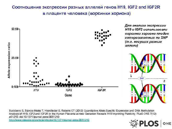 Соотношение экспрессии разных аллелей генов H 19, IGF 2 and IGF 2 R в