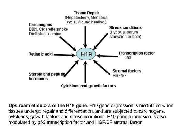 Upstream effectors of the H 19 gene expression is modulated when tissues undergo repair