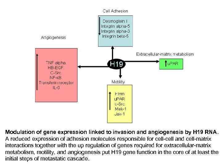 Modulation of gene expression linked to invasion and angiogenesis by H 19 RNA. A