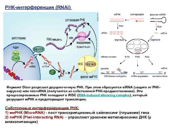 РНК-интерференция (RNAi) Фермент Dicer разрезает двуцепочечную РНК. При этом образуются si. RNA (защита от