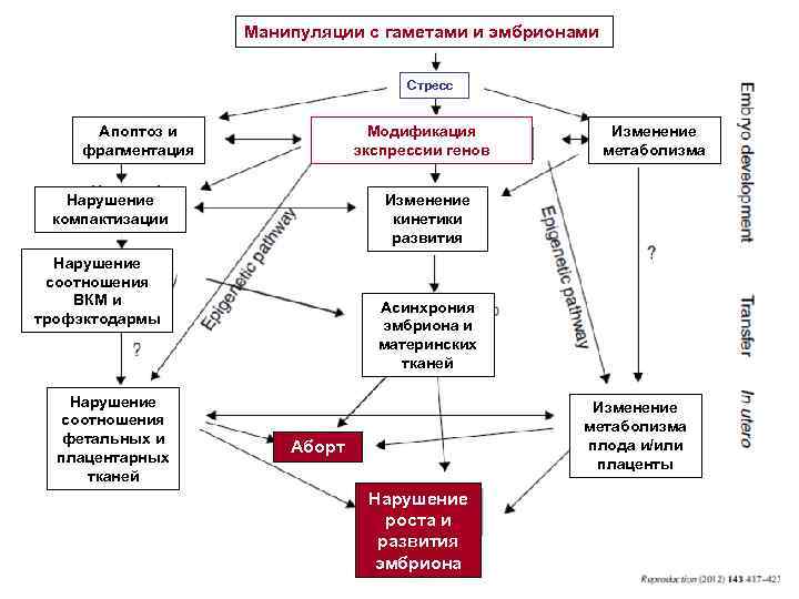 Манипуляции с гаметами и эмбрионами Стресс Апоптоз и фрагментация Модификация экспрессии генов Нарушение компактизации