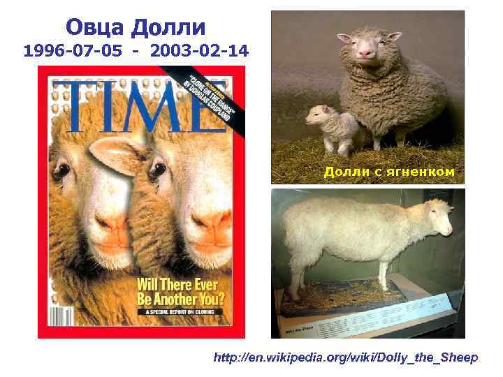 Овца Долли 1996 -07 -05 - 2003 -02 -14 Долли с ягненком http: //en.