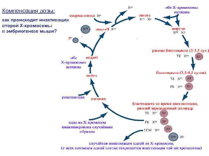 Компенсация дозы: как происходит инактивация второй Х-хромосомы в эмбриогенезе мыши? 