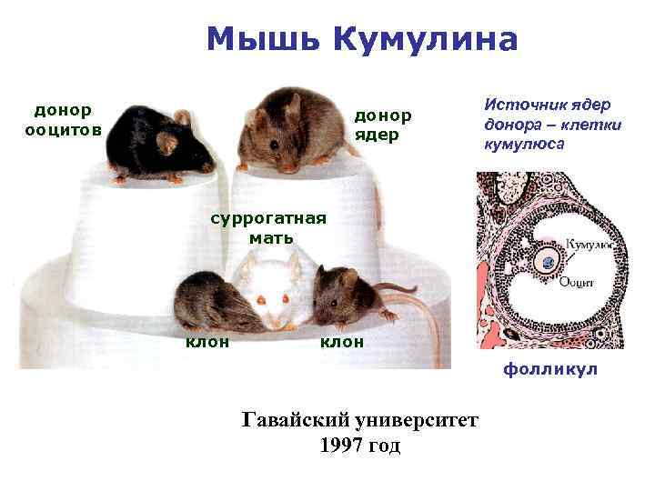 Мышь Кумулина донор ооцитов донор ядер Источник ядер донора – клетки кумулюса суррогатная мать