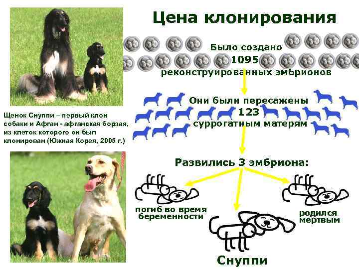 Цена клонирования Было создано 1095 реконструированных эмбрионов Они были пересажены Щенок Снуппи – первый