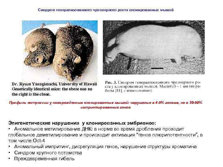 Синдром генерализованного чрезмерного роста клонированных мышей Dr. Ryuzo Yanagimachi, University of Hawaii Genetically identical