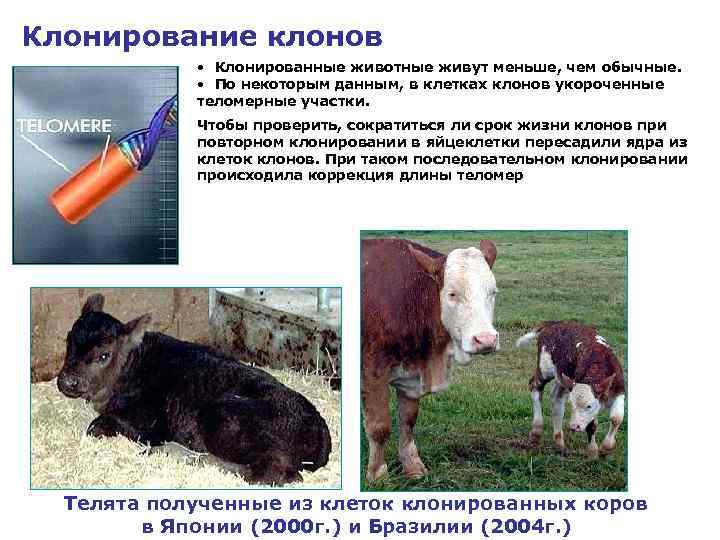 Клонирование клонов • Клонированные животные живут меньше, чем обычные. • По некоторым данным, в