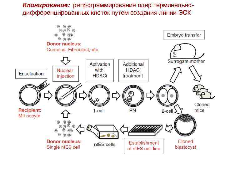 Клонирование: репрограммирование ядер терминальнодифференцированных клеток путем создания линии ЭСК 