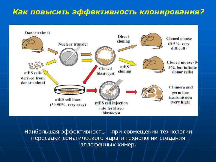 Как повысить эффективность клонирования? Наибольшая эффективность – при совмещении технологии пересадки соматического ядра и