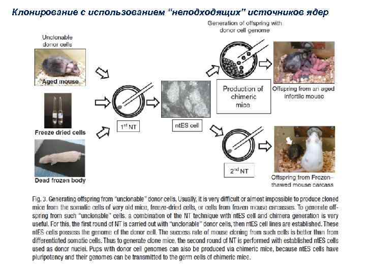 Клонирование с использованием “неподходящих” источников ядер 