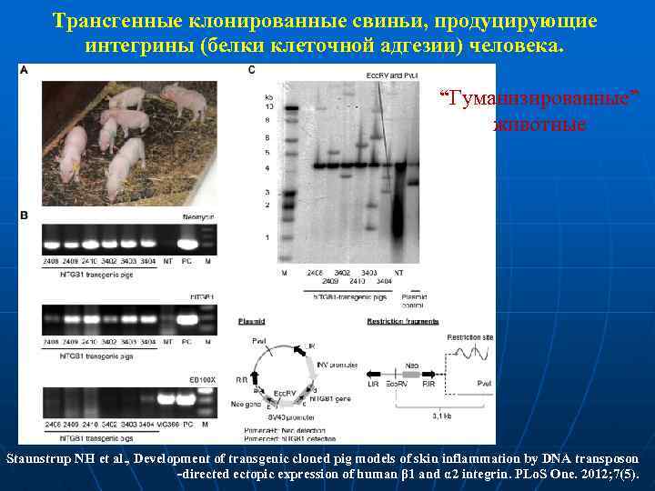 Трансгенные клонированные свиньи, продуцирующие интегрины (белки клеточной адгезии) человека. “Гуманизированные” животные Staunstrup NH et
