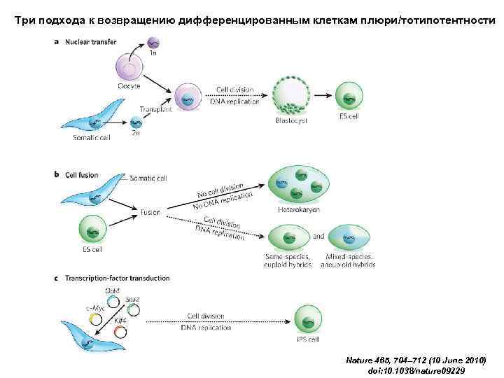 Развитие млекопитающих схема