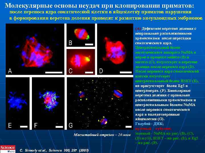 Молекулярные основы неудач при клонировании приматов: после переноса ядра соматической клетки в яйцеклетку приматов