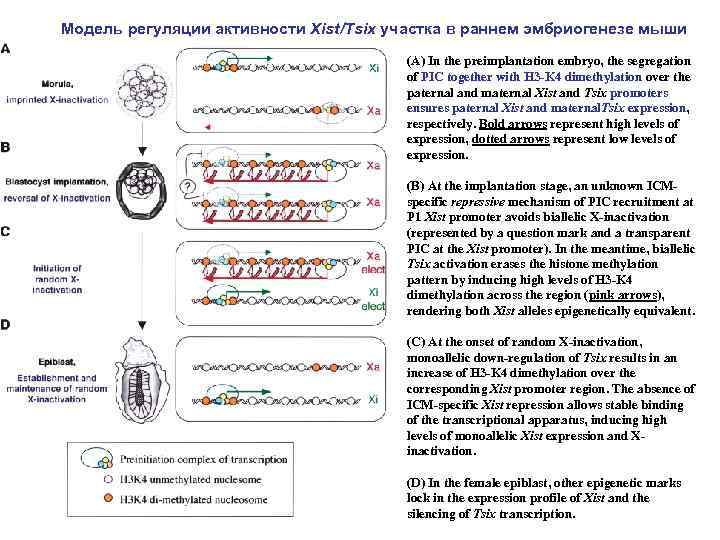 Модель регуляции активности Xist/Tsix участка в раннем эмбриогенезе мыши (A) In the preimplantation embryo,