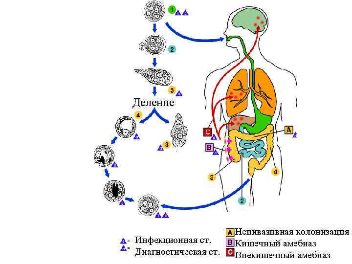 Патогенез амебиаза