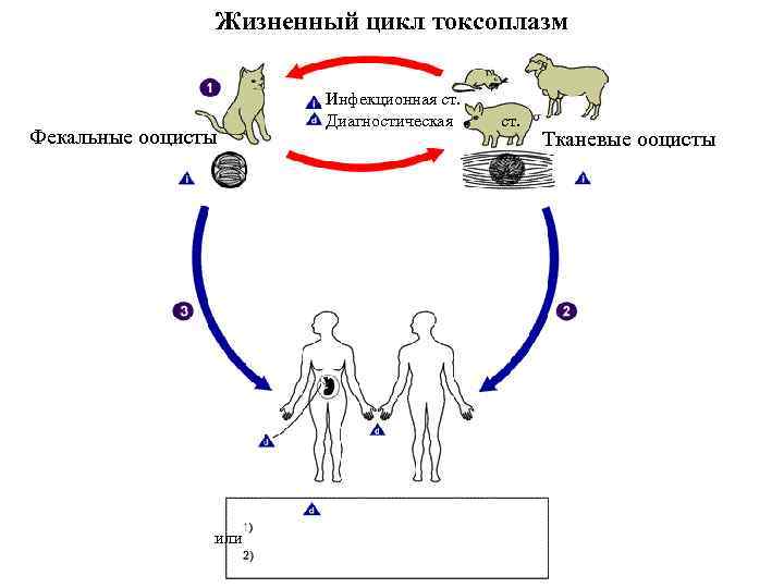 Схема развития токсоплазмы цикл