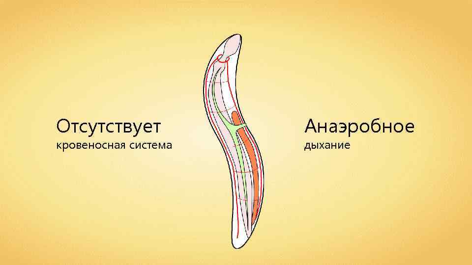 Отсутствует кровеносная система Анаэробное дыхание 