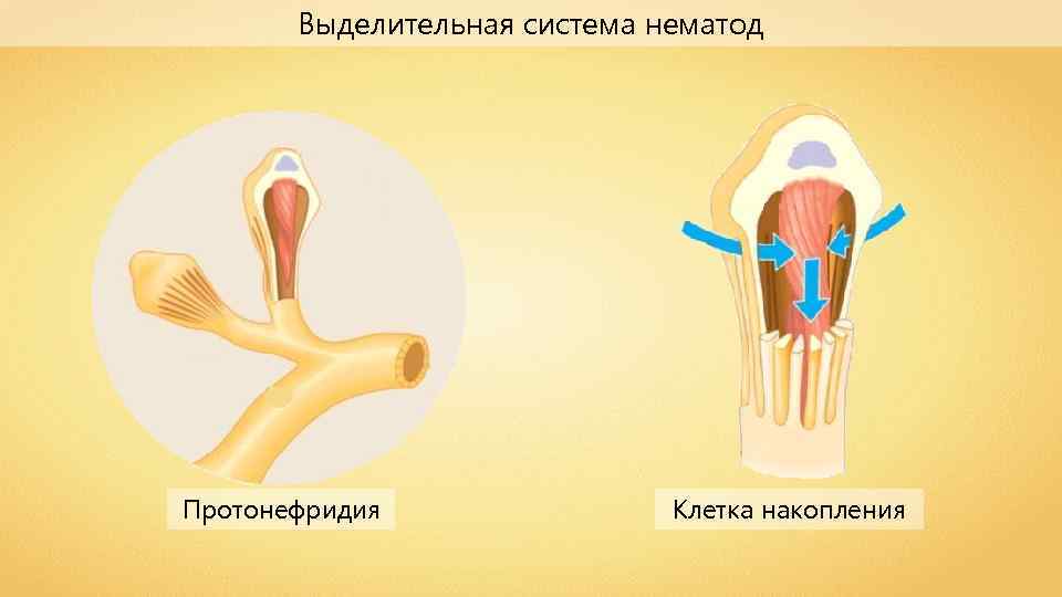 Выделительная система нематод Протонефридия Клетка накопления 