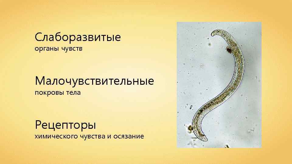Слаборазвитые органы чувств Малочувствительные покровы тела Рецепторы химического чувства и осязание 