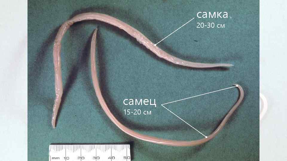 самка 20 -30 см самец 15 -20 см 