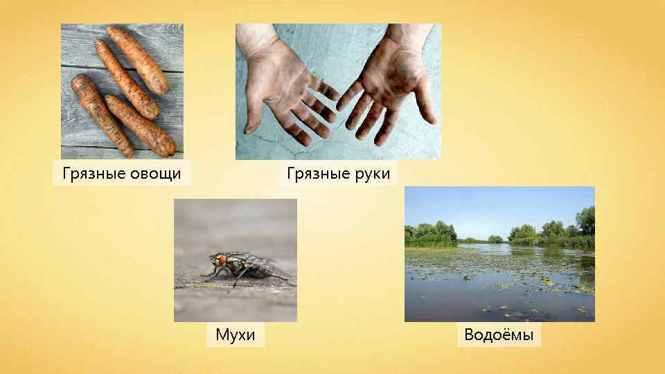 Грязные овощи Грязные руки Мухи Водоёмы 