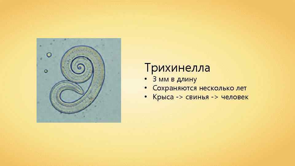 Трихинелла • 3 мм в длину • Сохраняются несколько лет • Крыса -> свинья