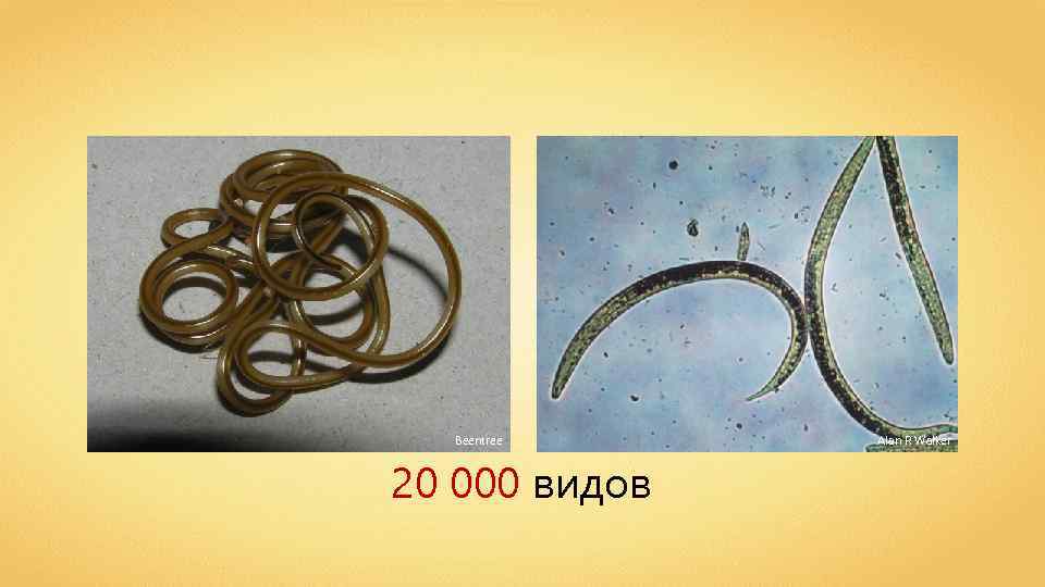 Beentree 20 000 видов Alan R Walker 