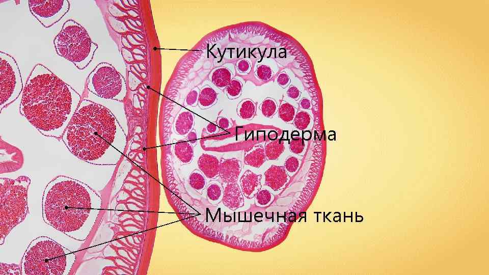 Кутикула Гиподерма Мышечная ткань 
