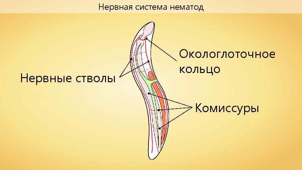 Выделительная система круглых червей. Комиссуры нематод. Экскреторная система круглых червей. Круглые черви строение нервной системы. Тип круглые черви нервная система.