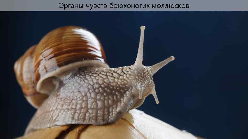 Брюхоногие моллюски голова