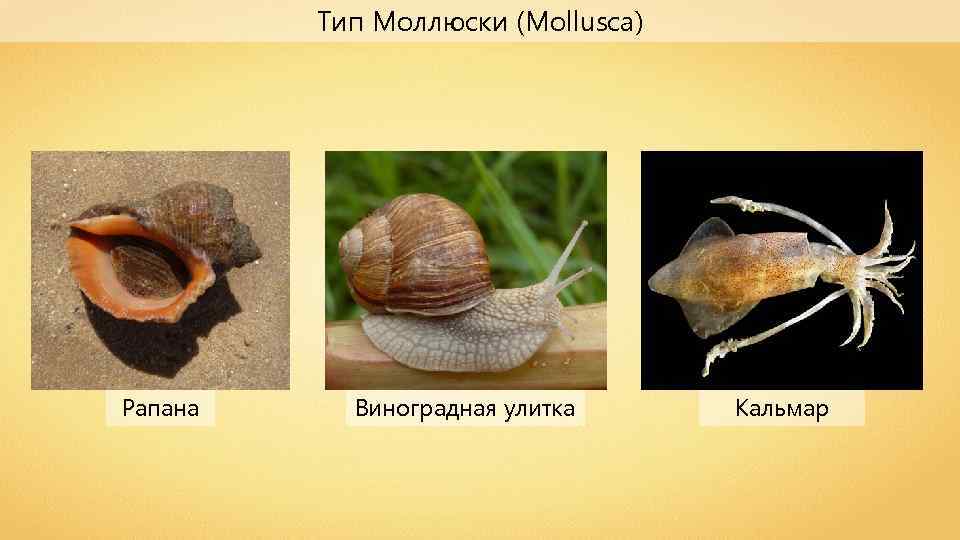 Тип Моллюски (Mollusca) Рапана Виноградная улитка Кальмар 