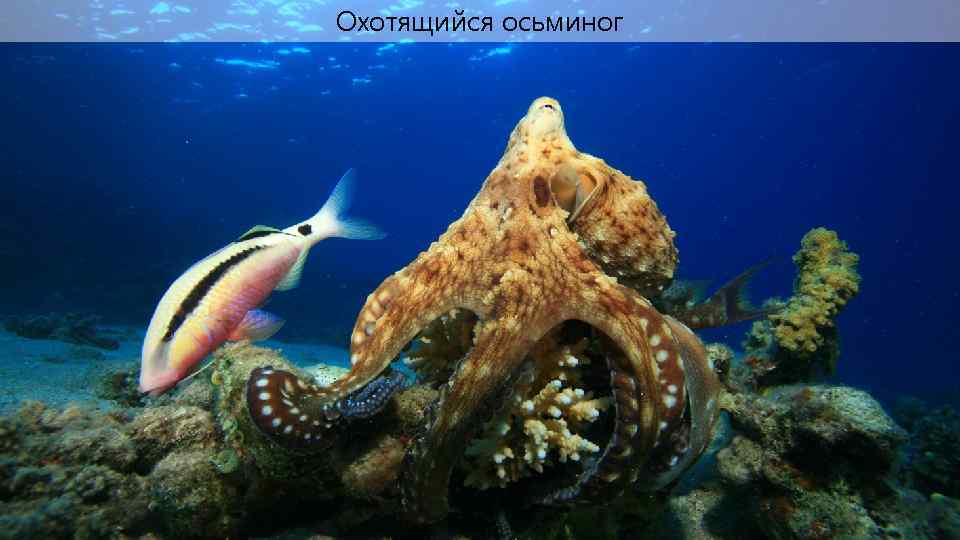 Охотящийся осьминог 