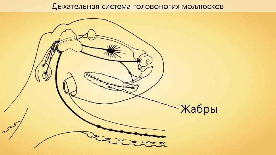 Системы головоногих моллюсков. Дыхательная система головоногих. Головоногие моллюски дыхательная система. Кровеносная система головоногих моллюсков. Дыхание головоногих моллюсков.