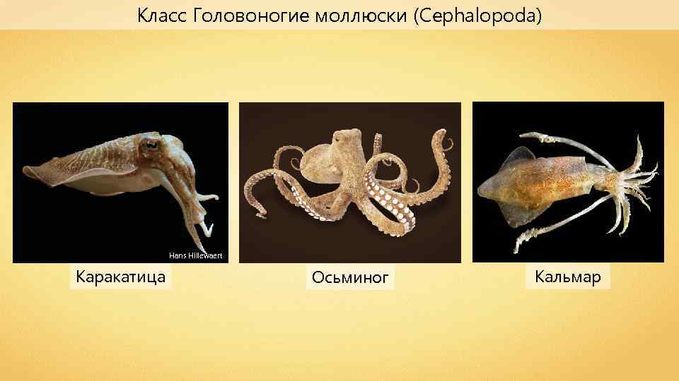 Осьминог кальмар каракатица. Класс головоногие моллюски. Головоногие моллюски морепродукты. Головоногие моллюски кальмар класс. Кальмар осьминог каракатица.