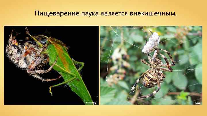 Пищеварение паука является внекишечным. Rustedstrings Fir 0002 