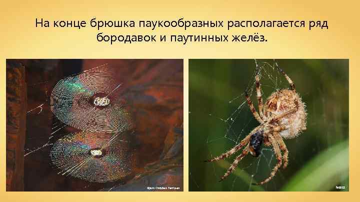 На конце брюшка паукообразных располагается ряд бородавок и паутинных желёз. Bjørn Christian Tørrissen fir