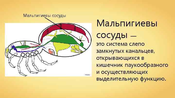 Паукообразные 8 класс биология. Мальпигиевы сосуды насекомых. Мальпигиевы сосуды насекомых открываются в. Мальпигиевы сосуды у Божьей коровки. Функция мальпигиевых сосудов и толстой кишки у насекомых.