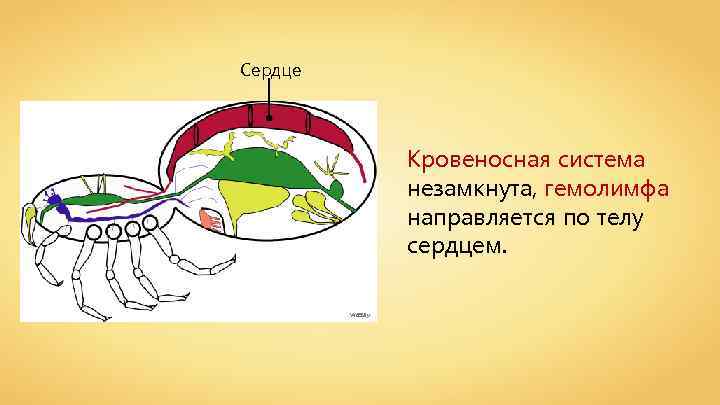 Сердце Кровеносная система незамкнута, гемолимфа направляется по телу сердцем. Wassily 