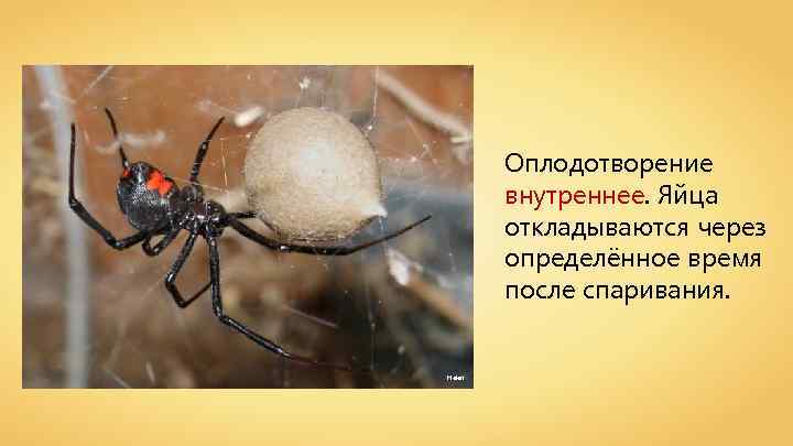 Оплодотворение внутреннее. Яйца откладываются через определённое время после спаривания. Helen 