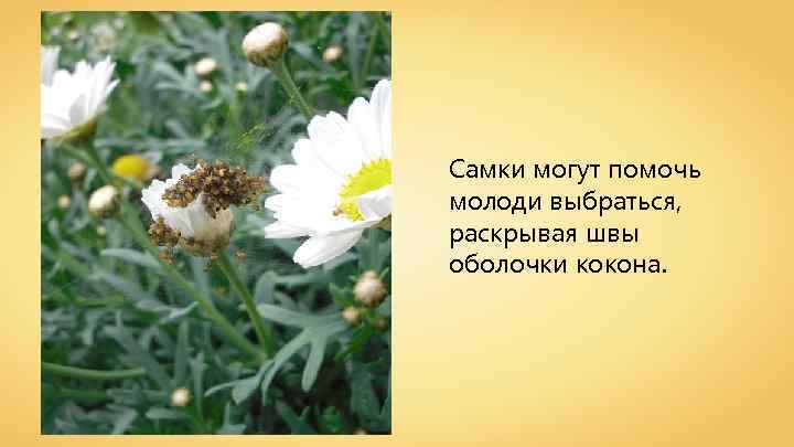 Самки могут помочь молоди выбраться, раскрывая швы оболочки кокона. 